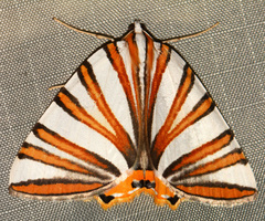 Pityeja histrionaria