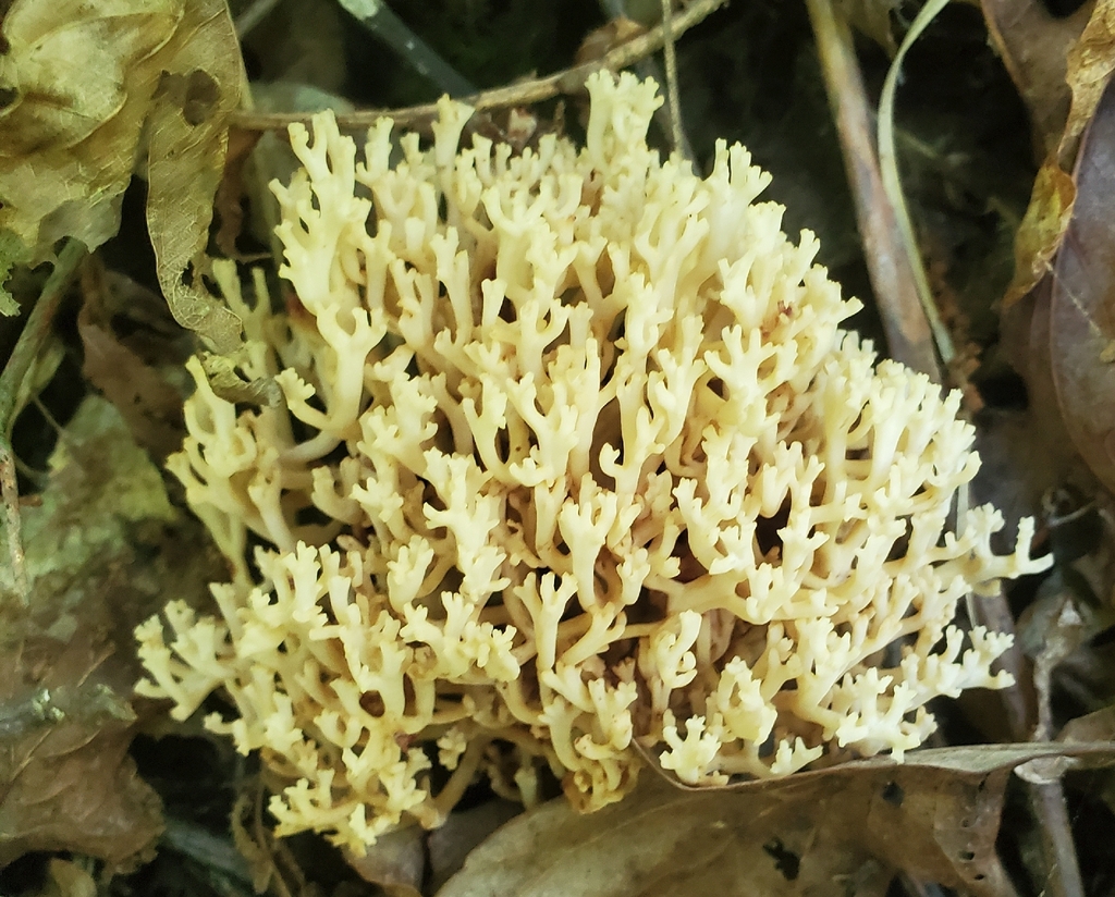 crown-tipped coral fungus · June 2026 · photo: Photo: (c) hr_dragonfly, some rights reserved (CC BY) · iNaturalist