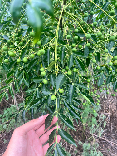 Chinaberry