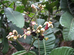 Condaminea corymbosa