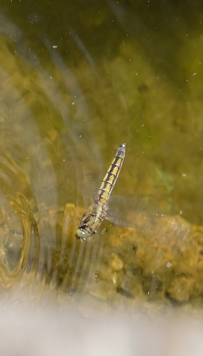 Black-tailed Skimmer