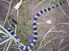 Bungarus fasciatus