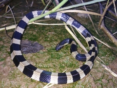 Bungarus fasciatus