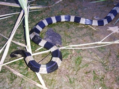 Bungarus fasciatus