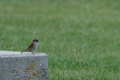Eurasian Tree Sparrow