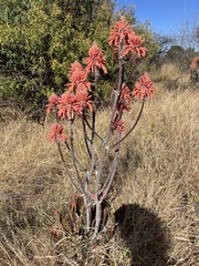 author not stated, no rights reserved Aloe greatheadii, photograph author not stated, no rights reserved