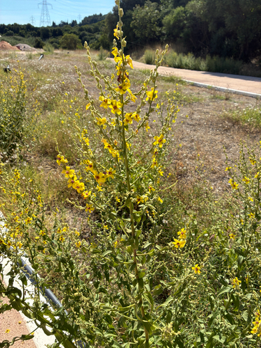 wavyleaf mullein