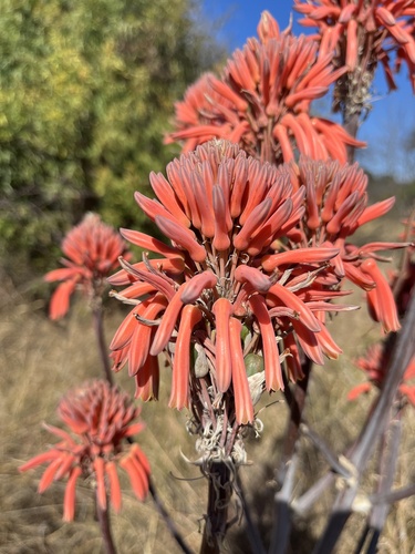 Aloe greatheadii, photograph 4