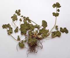Alchemilla glabricaulis