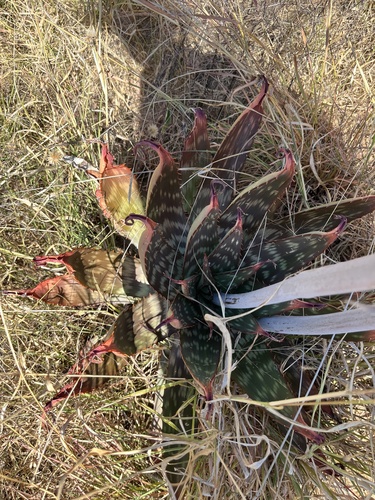 Aloe greatheadii, photograph 5