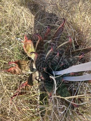 author not stated, no rights reserved Aloe greatheadii, photograph author not stated, no rights reserved
