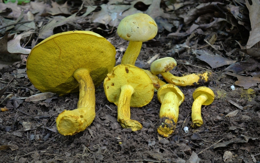 Ornate-stalked bolete · June 2026 · photo: Photo: (c) Ben Gruhot, some rights reserved (CC BY) · iNaturalist