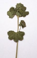 Alchemilla glabricaulis