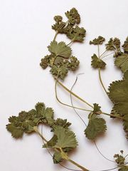 Alchemilla glabricaulis