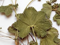 Alchemilla glabricaulis