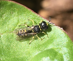 Ectemnius lapidarius