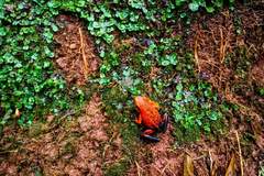 Ameerega silverstonei