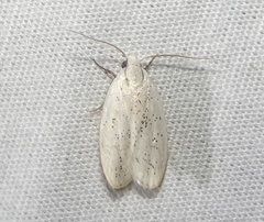 Durrantia piperatella