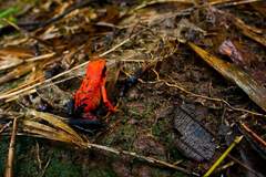 Ameerega silverstonei