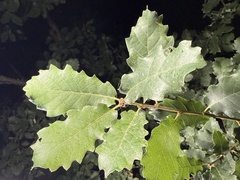 Pyrenean oak (Quercus subpyrenaica)