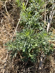 Teucrium trifidum