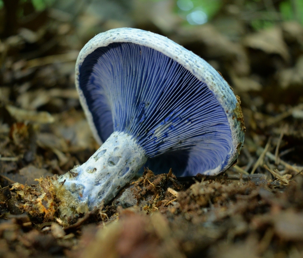 indigo milk cap · June 2026 · photo: Photo: (c) Ben Gruhot, some rights reserved (CC BY) · iNaturalist