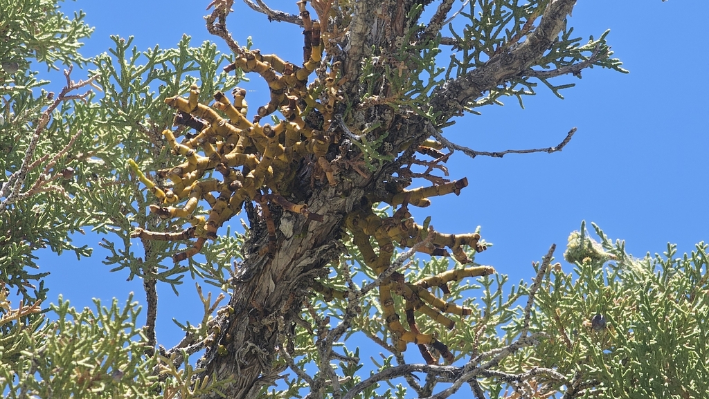 Phoradendron juniperinum; photograph (c) Indio Brown, some rights reserved (CC BY)