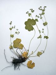 Alchemilla glabricaulis