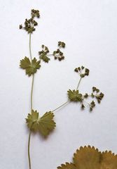 Alchemilla glabricaulis