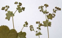 Alchemilla glabricaulis