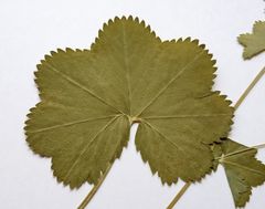Alchemilla glabricaulis
