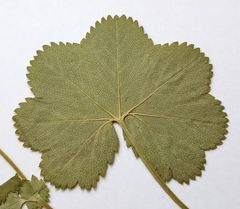 Alchemilla glabricaulis