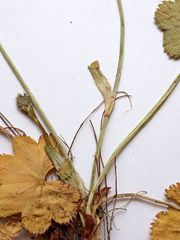 Alchemilla glabricaulis