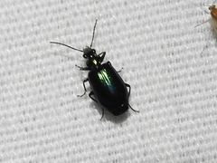 Lebia viridis