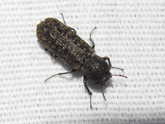 Lichenophanes bicornis