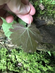 Heuchera missouriensis