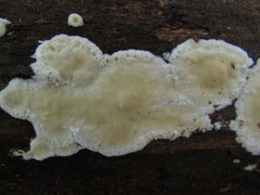 Oligoporus