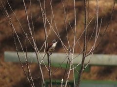 Lanius collurioides