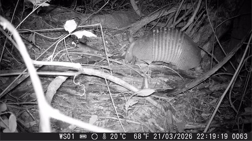 Southern Long-nosed Armadillo