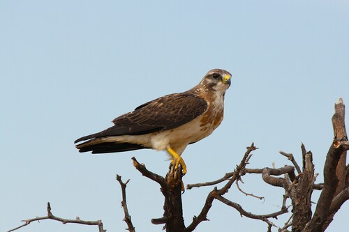 Swainson's Hawk