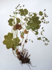 Alchemilla glabricaulis