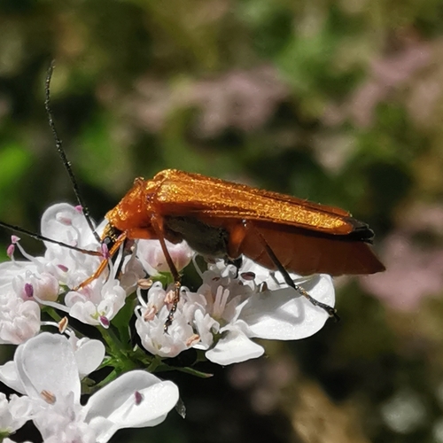 Oedemera podagrariae