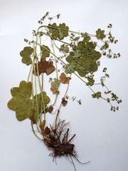 Alchemilla glabricaulis