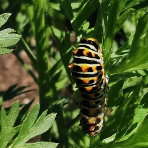 Old World Swallowtail