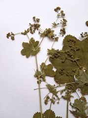 Alchemilla glabricaulis