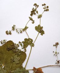 Alchemilla glabricaulis