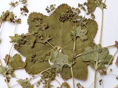 Alchemilla glabricaulis