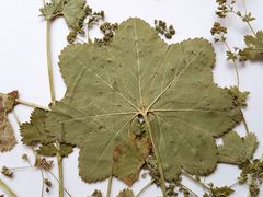 Alchemilla glabricaulis