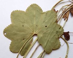 Alchemilla glabricaulis