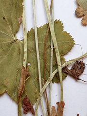 Alchemilla glabricaulis